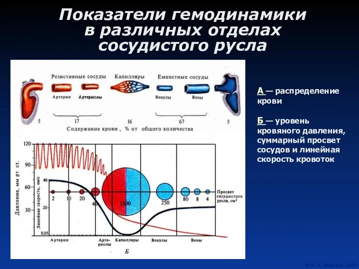 А — распределение крови Б — уровень кровяного давления, суммарный просвет