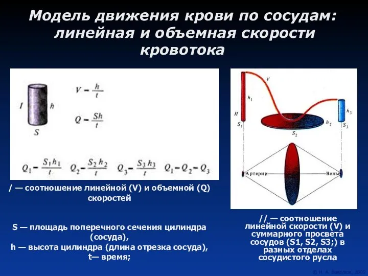 Модель движения крови по сосудам: линейная и объемная скорости кровотока //