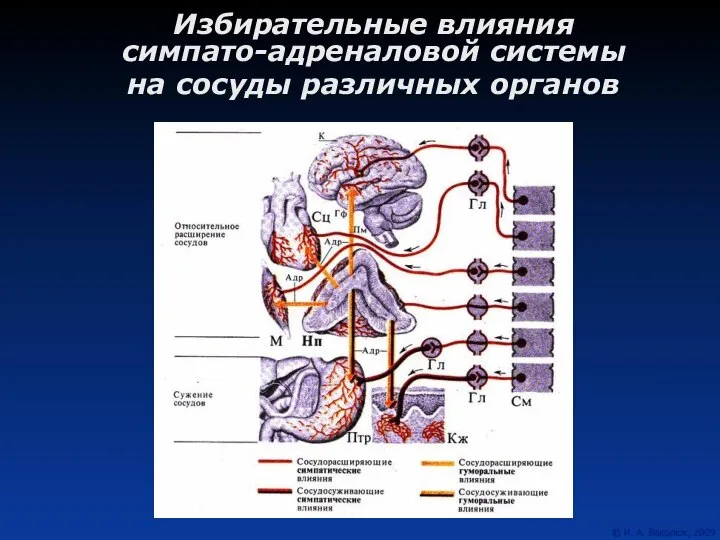 Избирательные влияния симпато-адреналовой системы на сосуды различных органов
