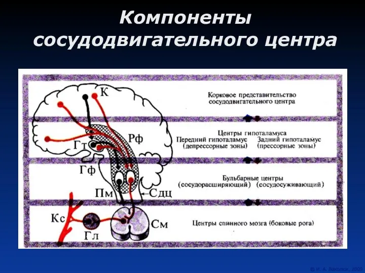 Компоненты сосудодвигательного центра