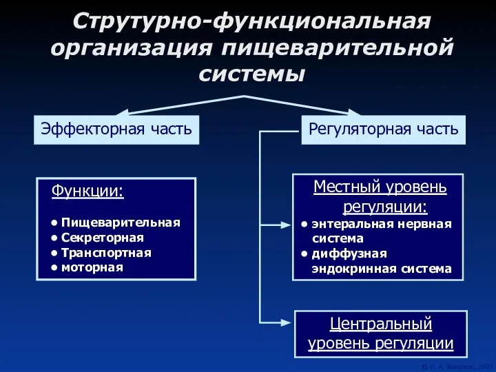 Струтурно-функциональная организация пищеварительной системы Эффекторная часть Регуляторная часть Функции: Пищеварительная Секреторная