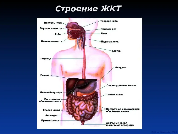 Строение ЖКТ