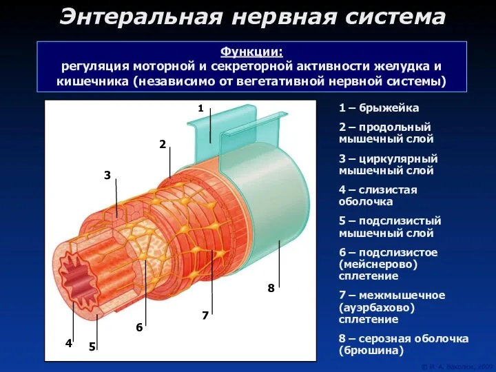 Энтеральная нервная система 1 – брыжейка 2 – продольный мышечный слой