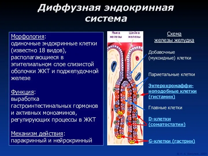 Диффузная эндокринная система Морфология: одиночные эндокринные клетки (известно 18 видов), располагающиеся