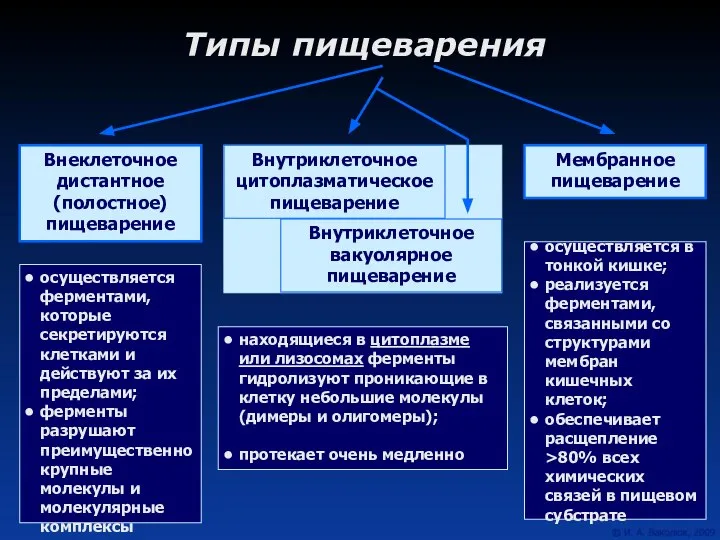 Типы пищеварения