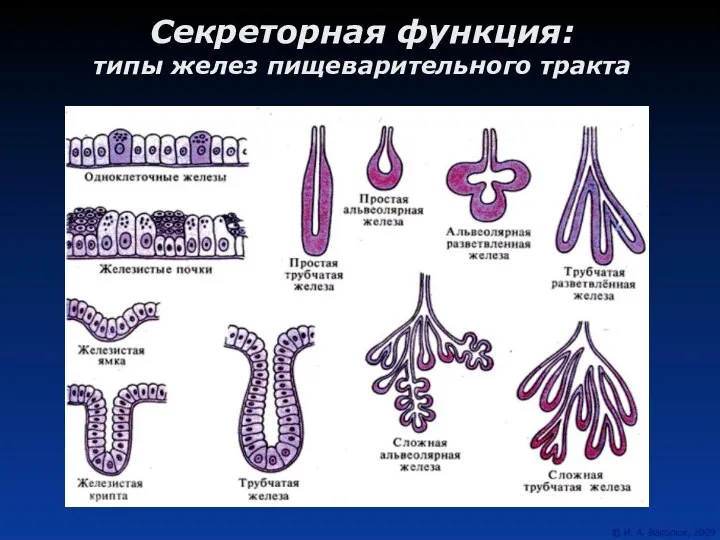 Секреторная функция: типы желез пищеварительного тракта