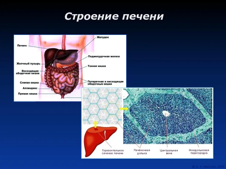 Строение печени