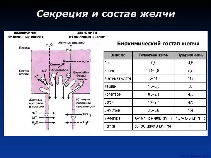 Секреция и состав желчи