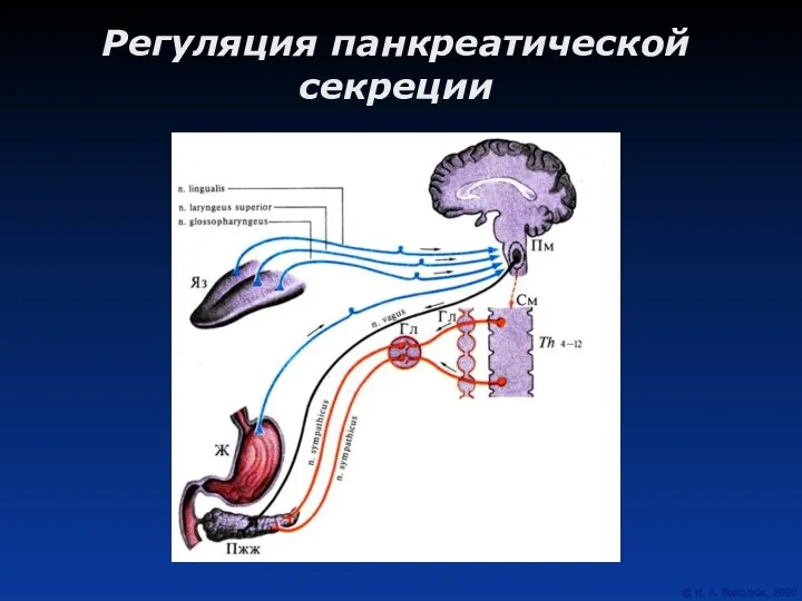 Регуляция панкреатической секреции