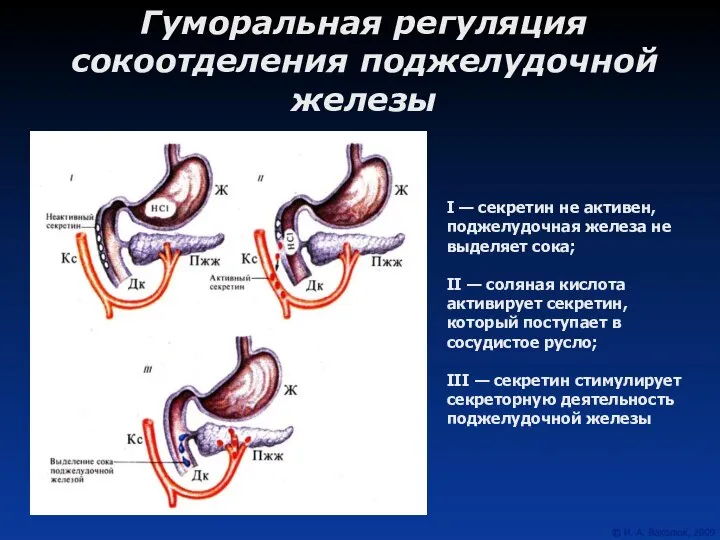 I — секретин не активен, поджелудочная железа не выделяет сока; II