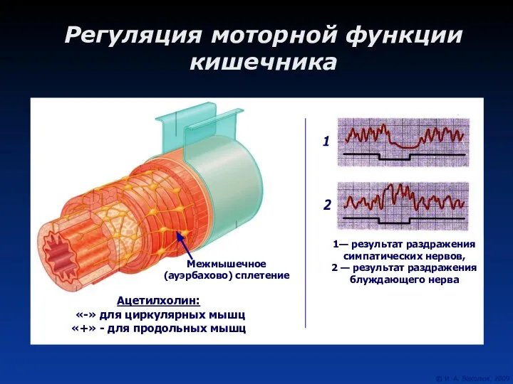 Регуляция моторной функции кишечника