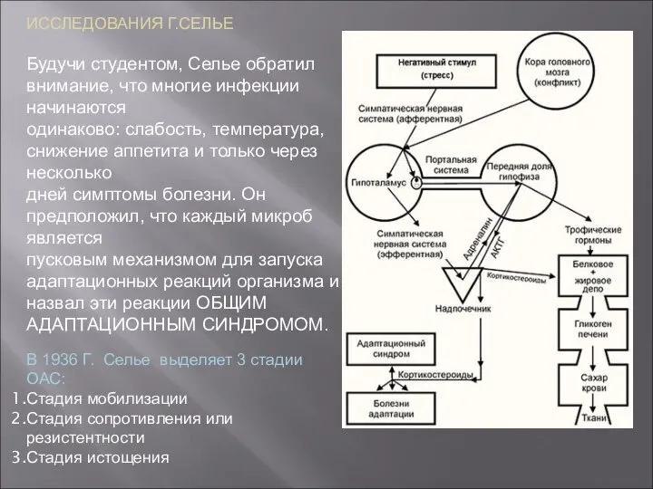 ИССЛЕДОВАНИЯ Г.СЕЛЬЕ Будучи студентом, Селье обратил внимание, что многие инфекции начинаются