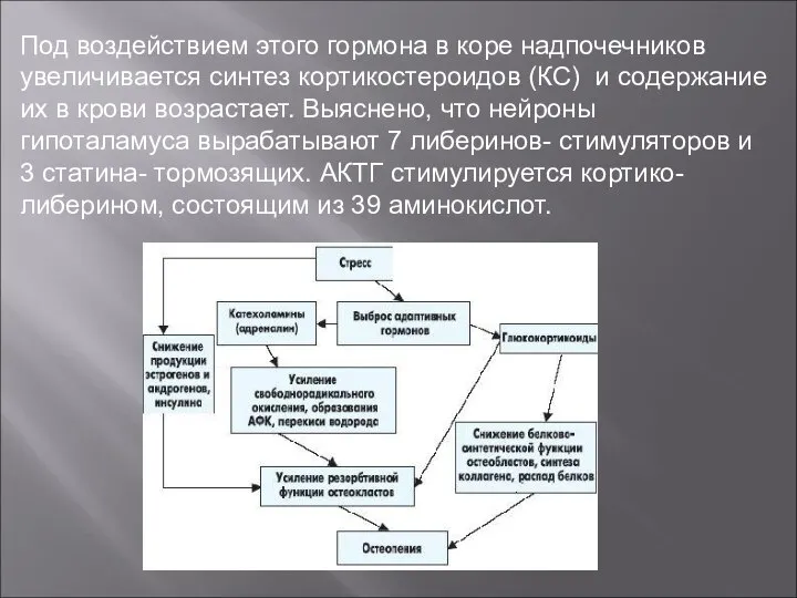 Под воздействием этого гормона в коре надпочечников увеличивается синтез кортикостероидов (КС)