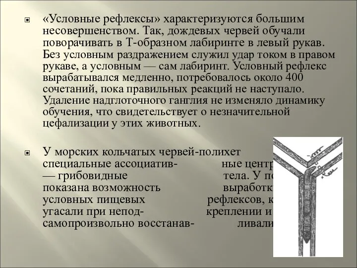 «Условные рефлексы» характеризуются большим несовершенством. Так, дождевых червей обучали поворачивать в