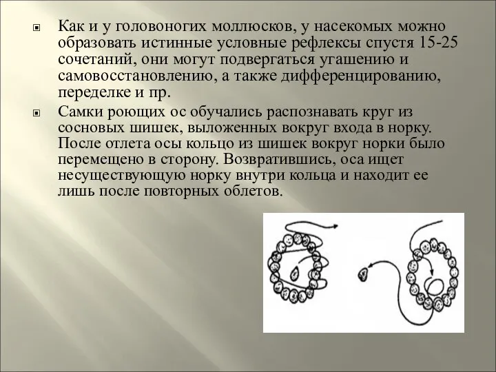 Как и у головоногих моллюсков, у насекомых можно образовать истинные условные