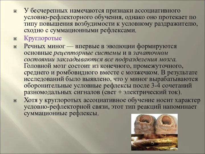 У бесчерепных намечаются признаки ассоциативного условно-рефлекторного обучения, однако оно протекает по