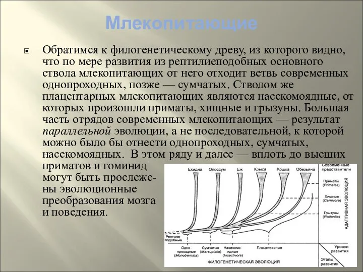 Млекопитающие Обратимся к филогенетическому древу, из которого видно, что по мере