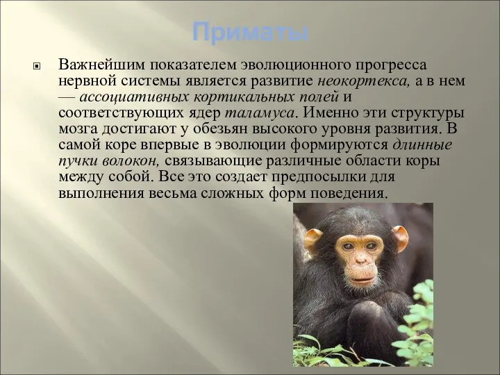 Приматы Важнейшим показателем эволюционного прогресса нервной системы является развитие неокортекса, а