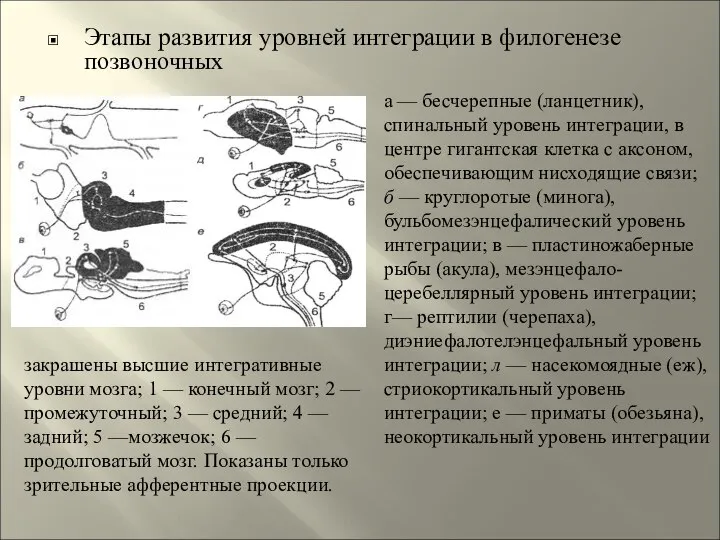 Этапы развития уровней интеграции в филогенезе позвоночных а — бесчерепные (ланцетник),