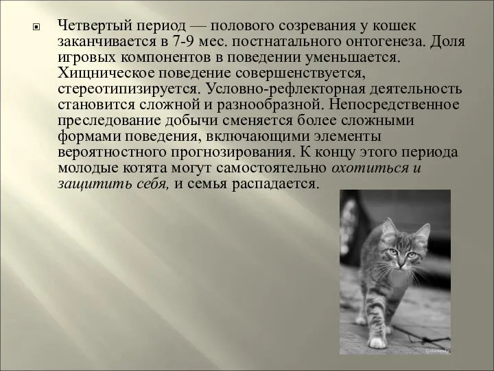 Четвертый период — полового созревания у кошек заканчивается в 7-9 мес.