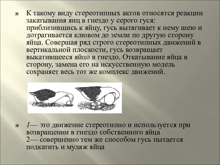 К такому виду стереотипных актов относятся реакции закатывания яиц в гнездо