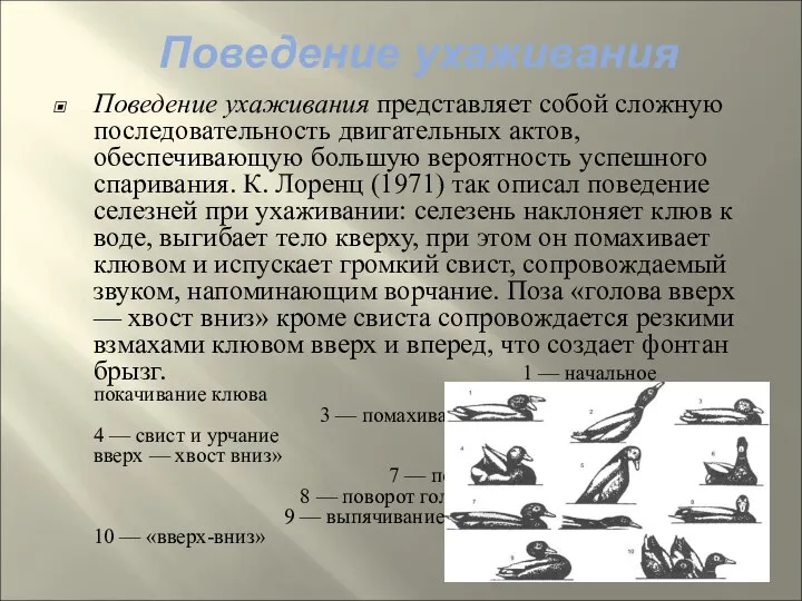 Поведение ухаживания представляет собой сложную последовательность двигательных актов, обеспечивающую большую вероятность