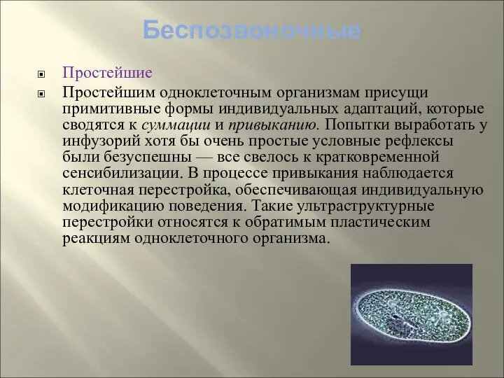 Беспозвоночные Простейшие Простейшим одноклеточным организмам присущи примитивные формы индивидуальных адаптаций, которые