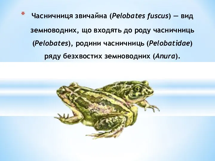Часничниця звичайна (Pelobates fuscus) — вид земноводних, що входять до роду