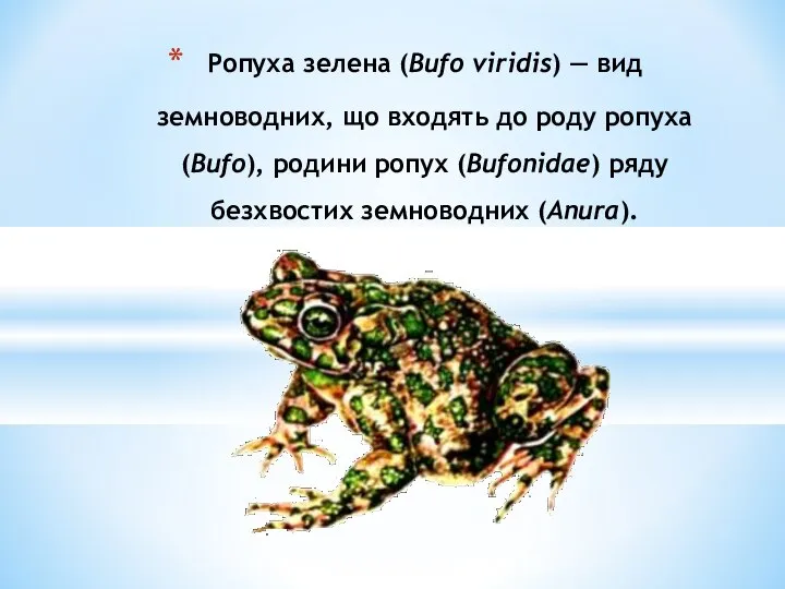Ропуха зелена (Bufo viridis) — вид земноводних, що входять до роду