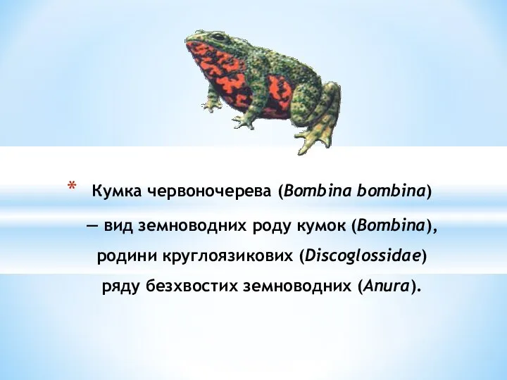 Кумка червоночерева (Bombina bombina) — вид земноводних роду кумок (Bombina), родини