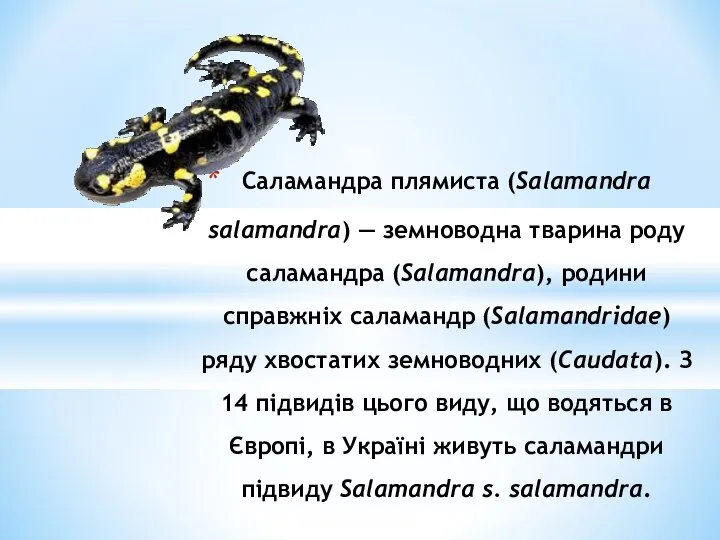 Саламандра плямиста (Salamandra salamandra) — земноводна тварина роду саламандра (Salamandra), родини
