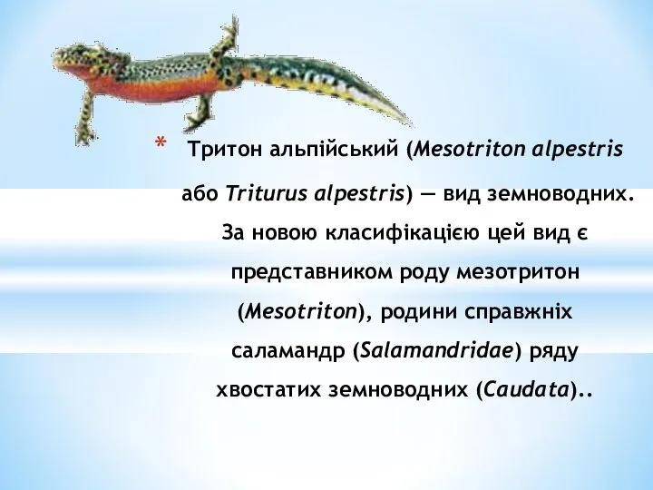 Тритон альпійський (Mesotriton alpestris або Triturus alpestris) — вид земноводних. За