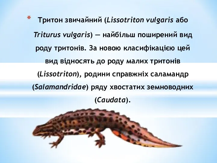 Тритон звичайний (Lissotriton vulgaris або Triturus vulgaris) — найбільш поширений вид