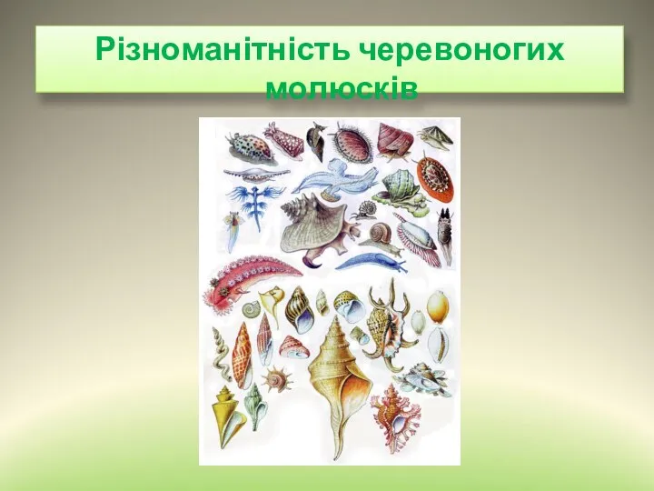 Різноманітність черевоногих молюсків