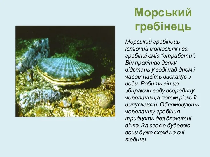 Морський гребінець Морський гребінець- їстівний молюск,як і всі гребінці вміє “стрибати”.