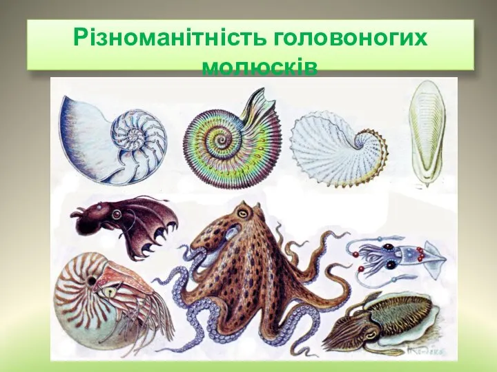 Різноманітність головоногих молюсків
