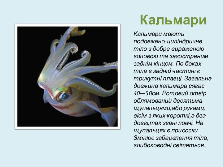 Кальмари Кальмари мають подовжено-циліндричне тіло з добре вираженою головою та загостреним