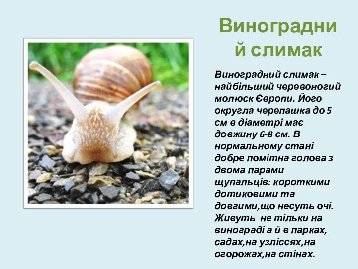 Виноградний слимак Виноградний слимак – найбільший черевоногий молюск Європи. Його округла