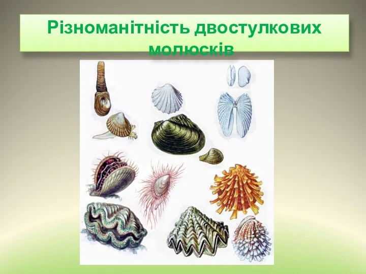 Різноманітність двостулкових молюсків