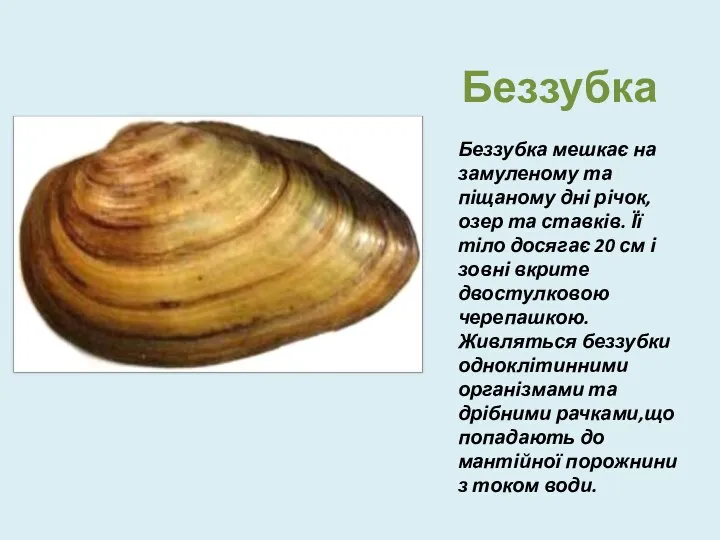 Беззубка Беззубка мешкає на замуленому та піщаному дні річок,озер та ставків.