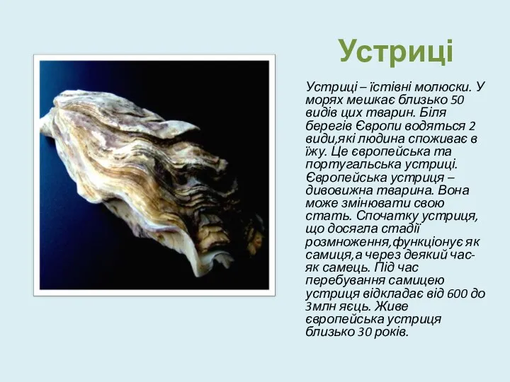 Устриці Устриці – їстівні молюски. У морях мешкає близько 50 видів