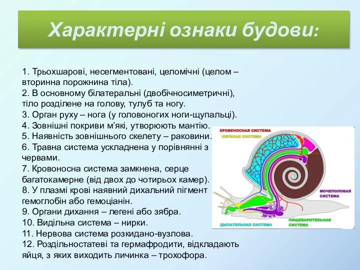 Характерні ознаки будови: 1. Трьохшарові, несегментовані, целомічні (целом – вторинна порожнина