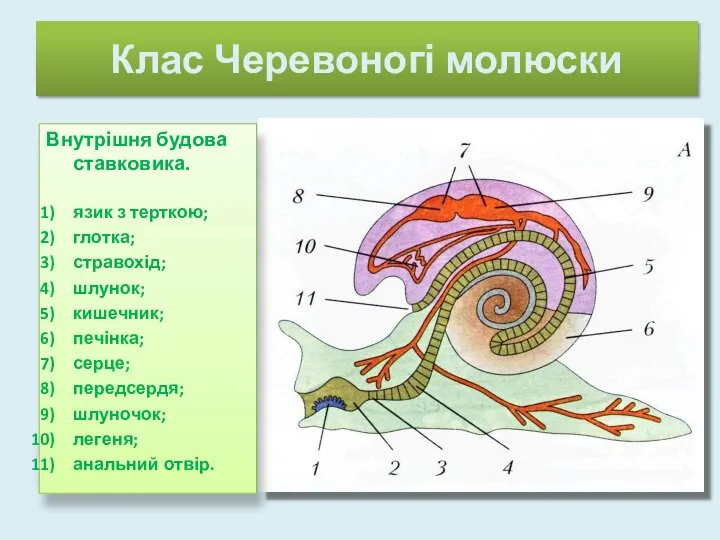 Клас Черевоногі молюски Внутрішня будова ставковика. язик з терткою; глотка; стравохід;