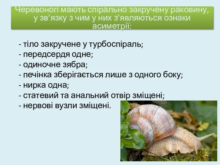 - тіло закручене у турбоспіраль; - передсердя одне; - одиночне зябра;