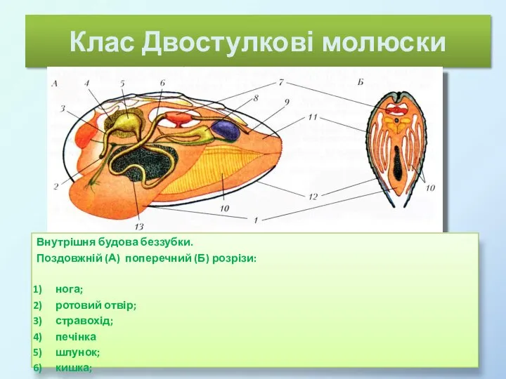 Клас Двостулкові молюски Внутрішня будова беззубки. Поздовжній (А) поперечний (Б) розрізи: