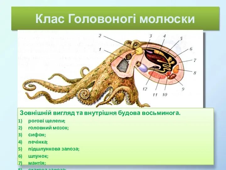 Клас Головоногі молюски Зовнішній вигляд та внутрішня будова восьминога. рогові щелепи;