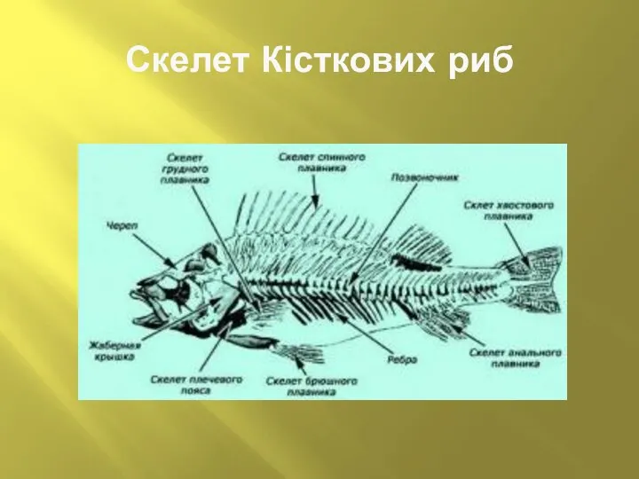 Скелет Кісткових риб