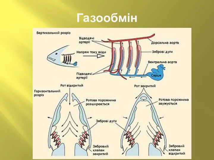 Газообмін