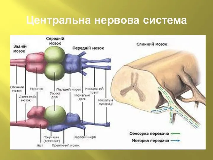 Центральна нервова система