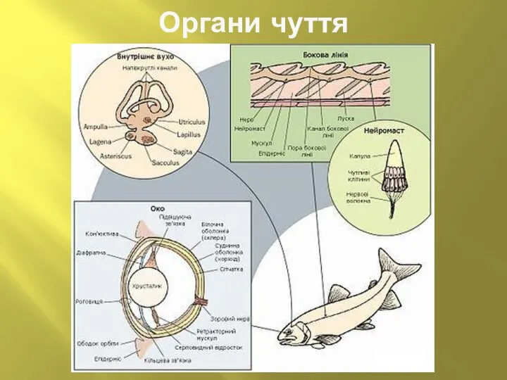 Органи чуття